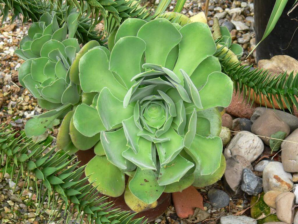Aeonium canariense