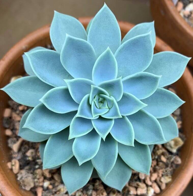 Atoll of Echeveria Blue