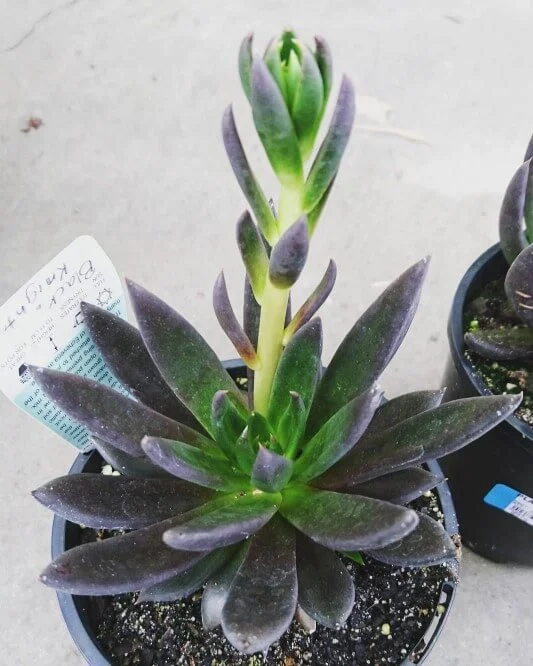 Black Knight Echeveria succulent