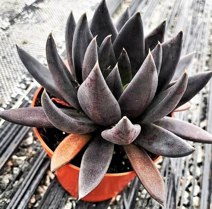 Black Knight Echeveria