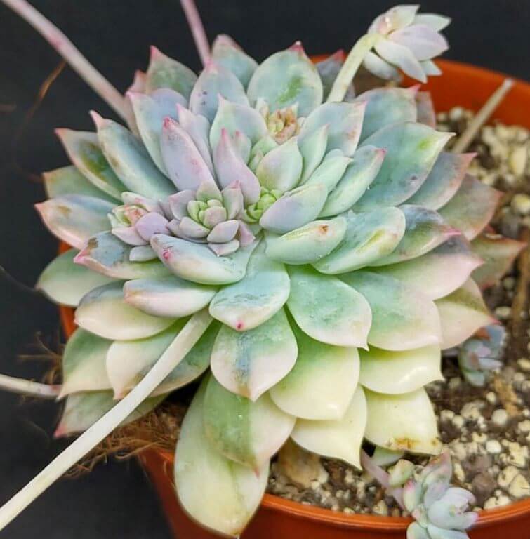 Echeveria Prolifica