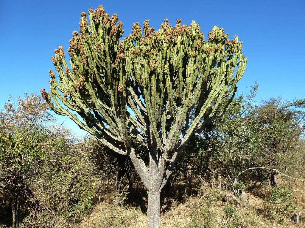 Euphorbia ingens