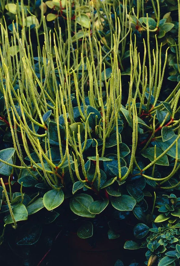 False Philodendron (Peperomia scandens)