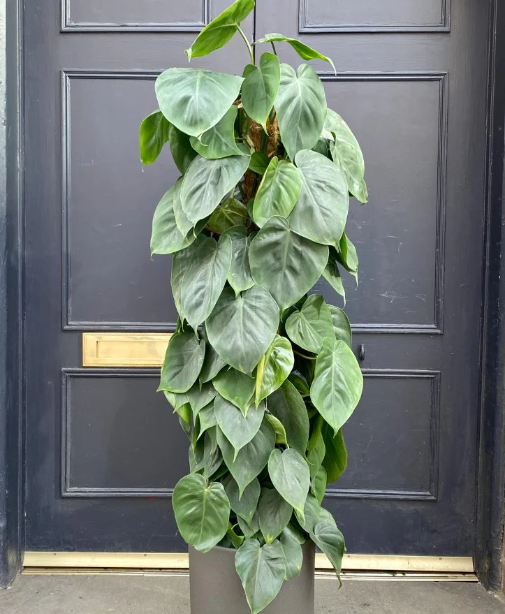 False Philodendron the Peperomia scandens plant