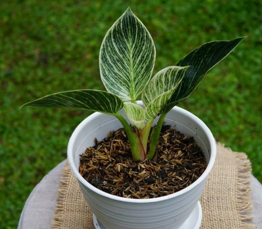 Grow Philodendron Birkin A Simple Guide