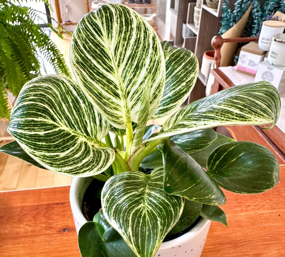 Grow Your Own Philodendron Birkin A Guide