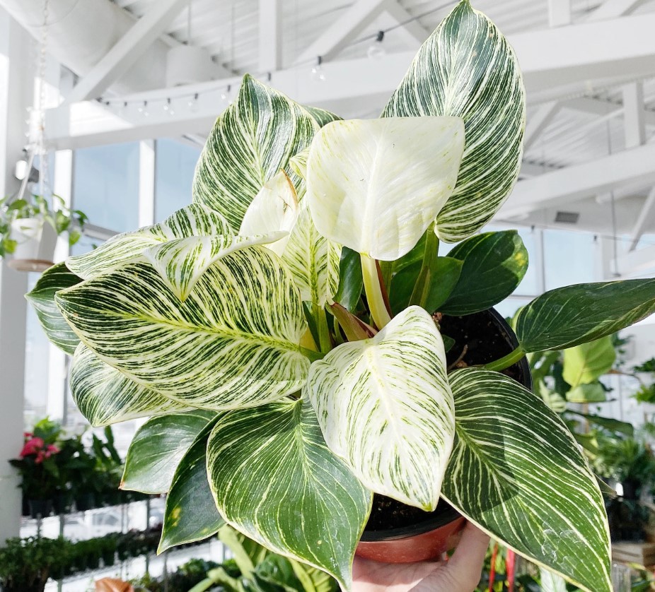 Grow Your Own Philodendron Birkin A Simple Guidev