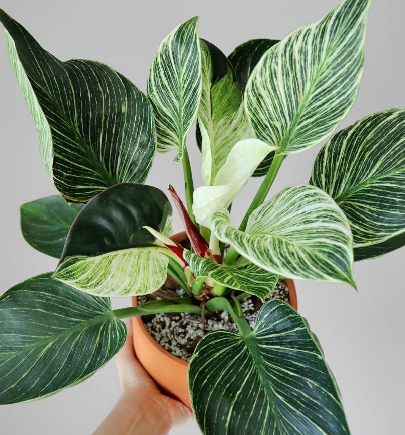 Grow Your Own Philodendron Birkin