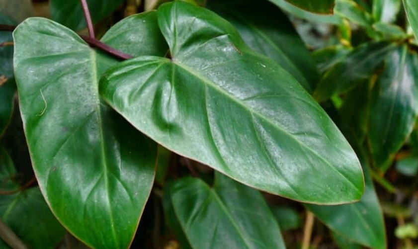 Growing Philodendron Erubescens 2