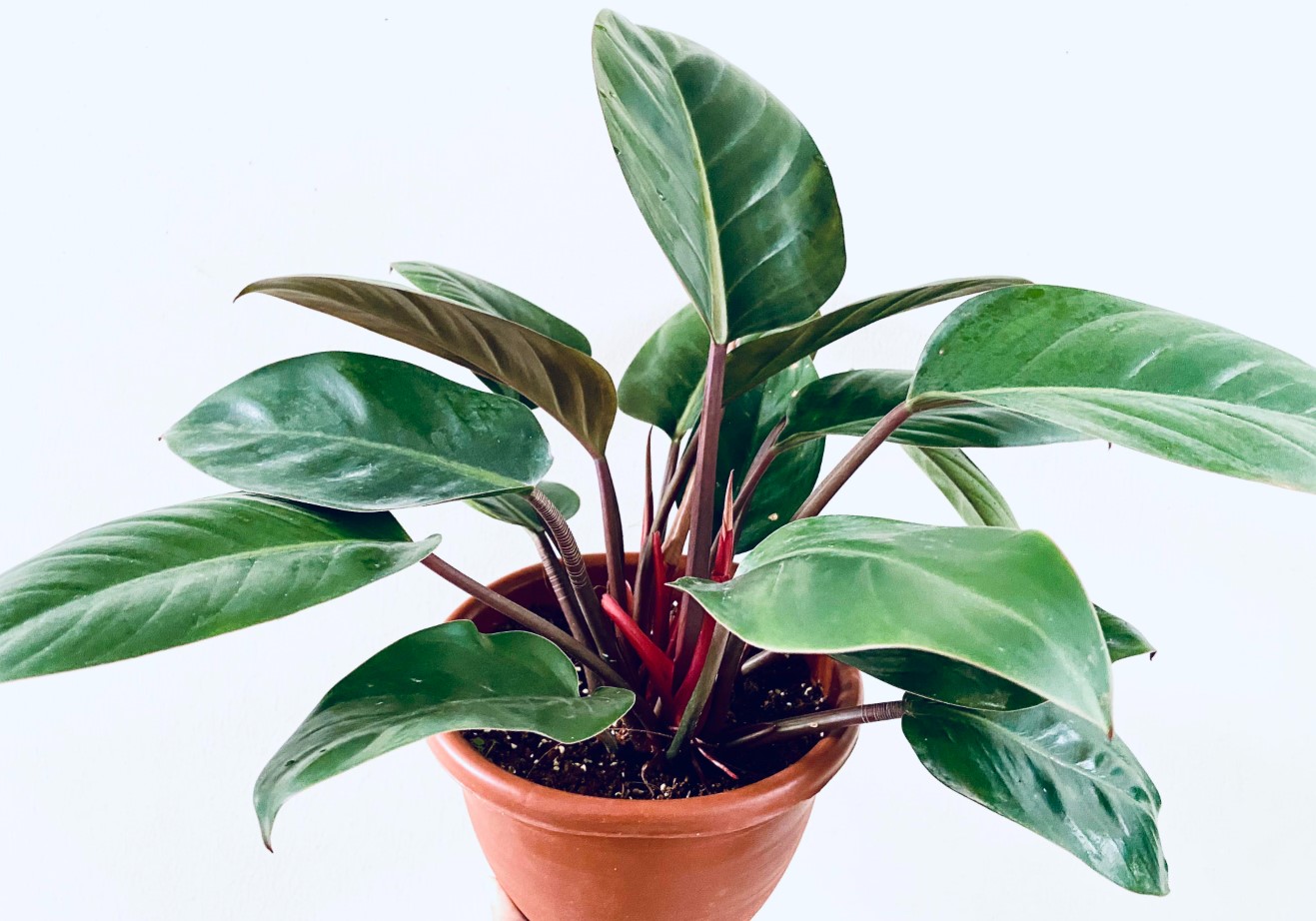 Growing Philodendron Erubescens - Your Ultimate Guide
