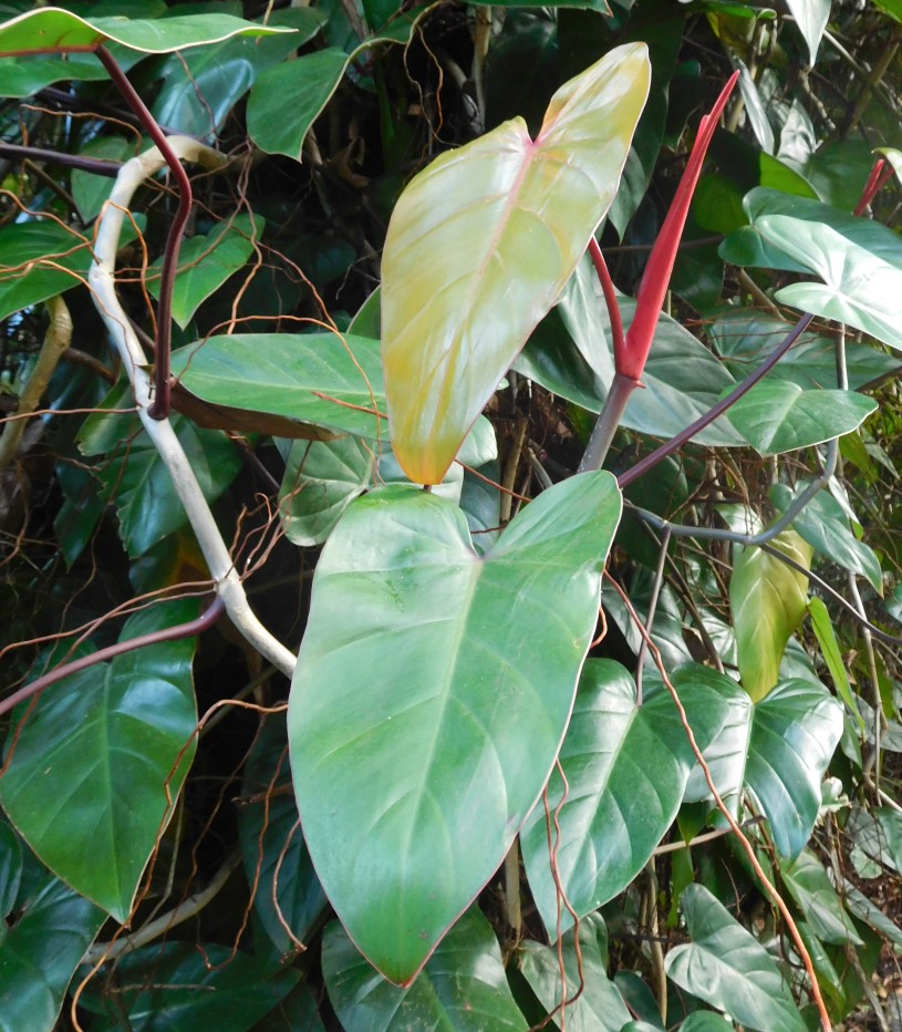 Growing Philodendron Erubescens