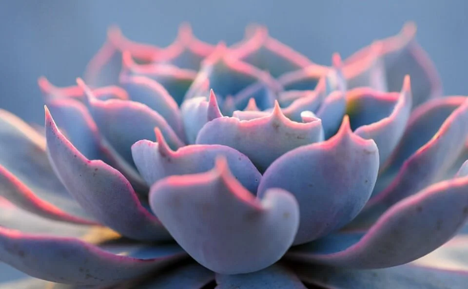 Mexican Peacock Echeveria