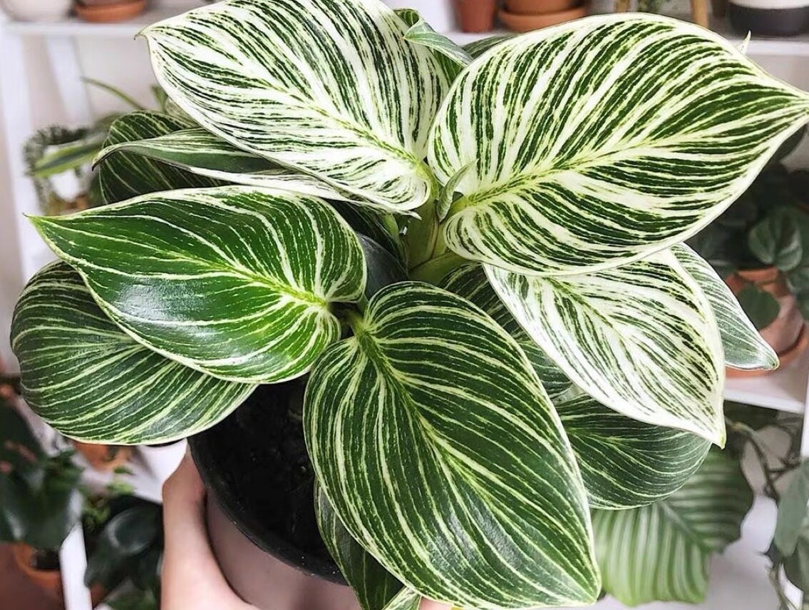 Philodendron Birkin A Simple Guide