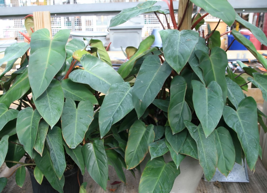 Philodendron Erubescens
