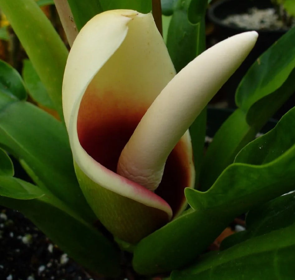 Philodendron Fat Boy (Philodendron martianum)