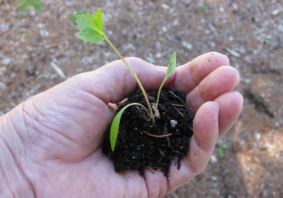 plant to grow in garden