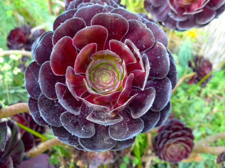 Aeonium Arboreum
