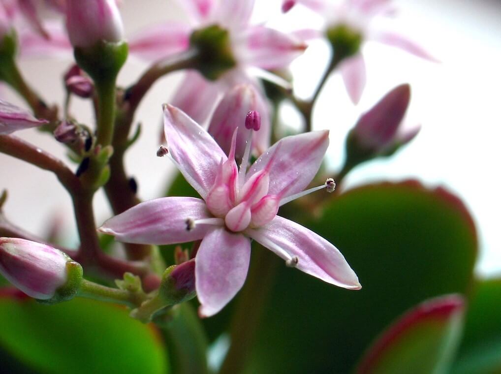 Crassula Ovata plant