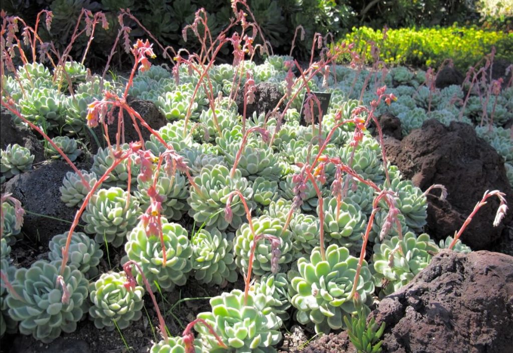 Echeveria Elegans in the garden