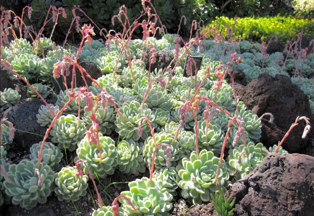 Echeveria Elegans in the garden