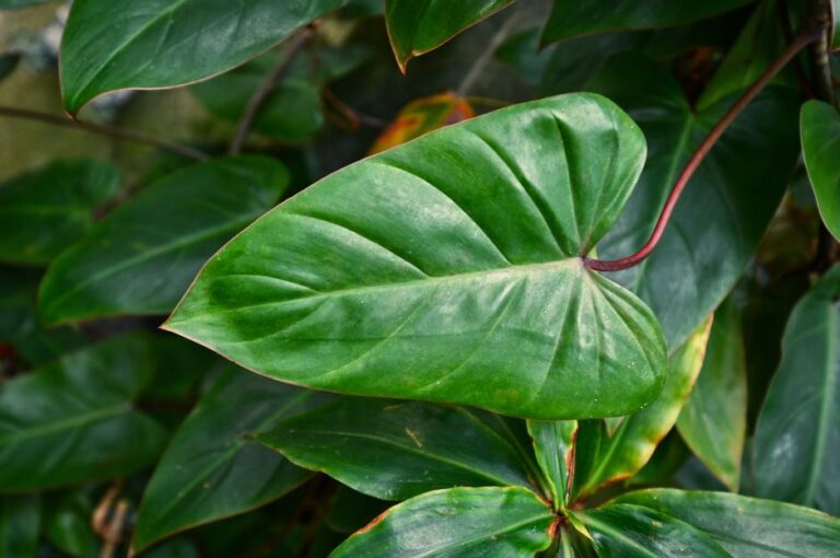 Growing Philodendron Erubescens Guide