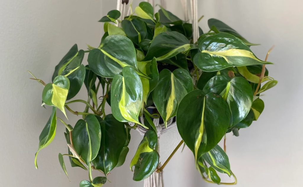Philodendron Hederaceum