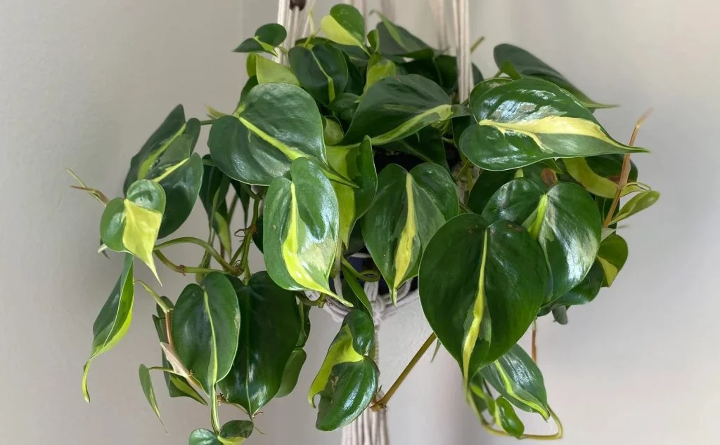 Philodendron Hederaceum