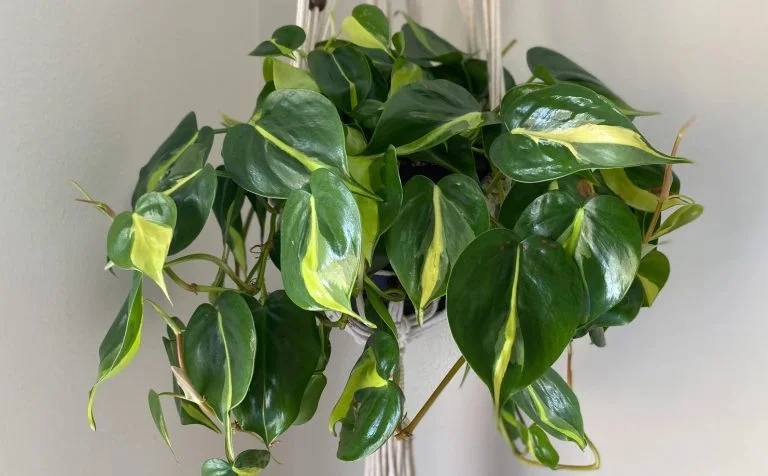 Philodendron Hederaceum