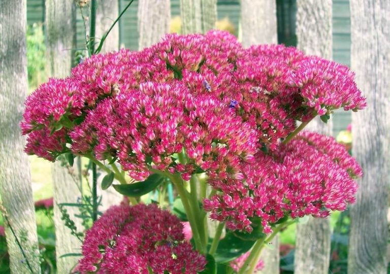 Sedum Spectabile